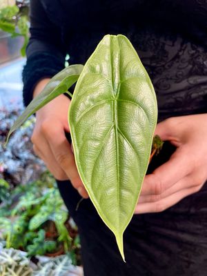 Alocasia Puncakborneensis fi8