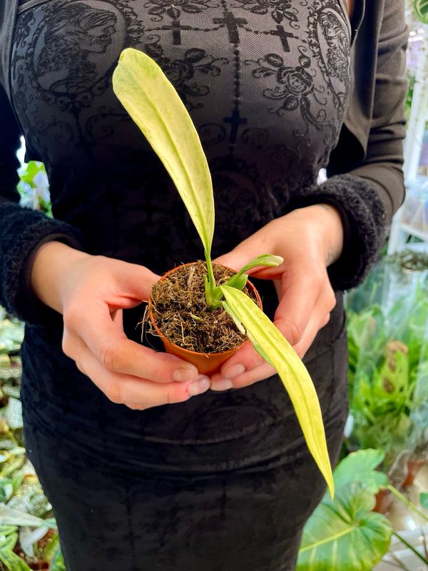 Anthurium vittarifolium variegata fi6
