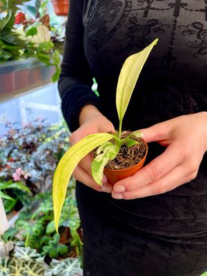 Anthurium vittarifolium variegata fi6