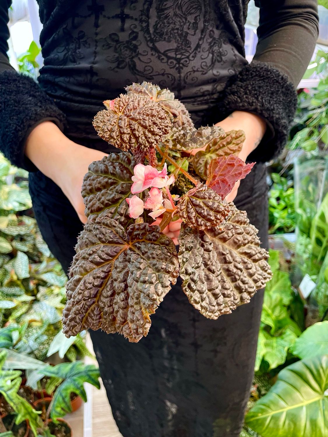 Begonia baik x dracopelta fi8