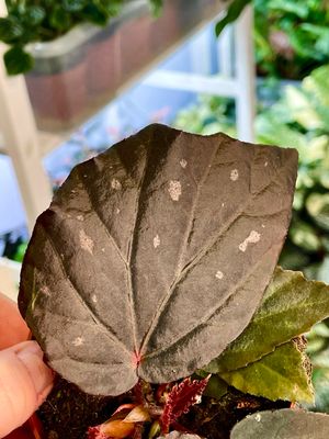 Begonia Black Bat (Begonia black cat) fi8