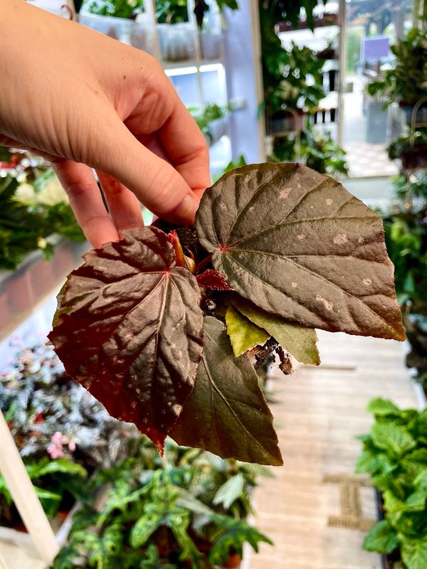 Begonia Black Bat (Begonia black cat) fi8