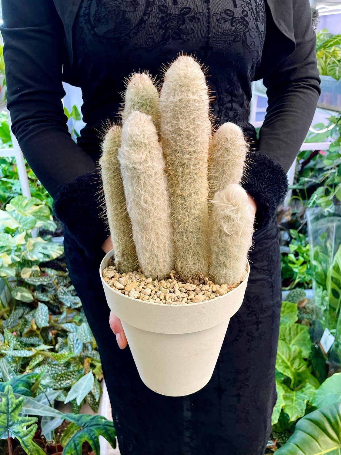 Cleistocactus strausii (Silver torch, Wooly torch) Kaktus srebrna baklja fi16