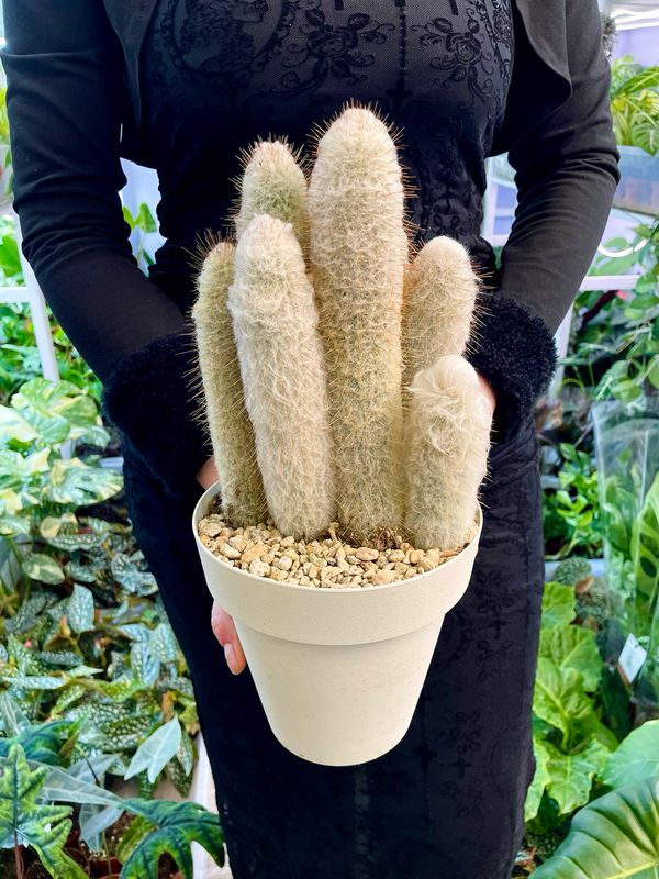 Cleistocactus strausii (Silver torch, Wooly torch) Kaktus srebrna baklja fi16