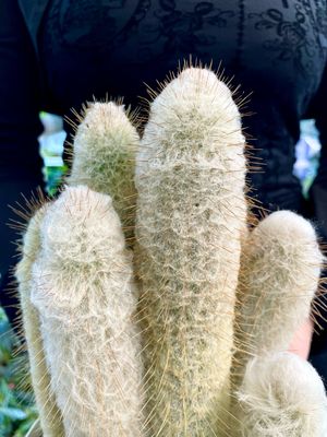 Cleistocactus strausii (Silver torch, Wooly torch) Kaktus srebrna baklja fi16