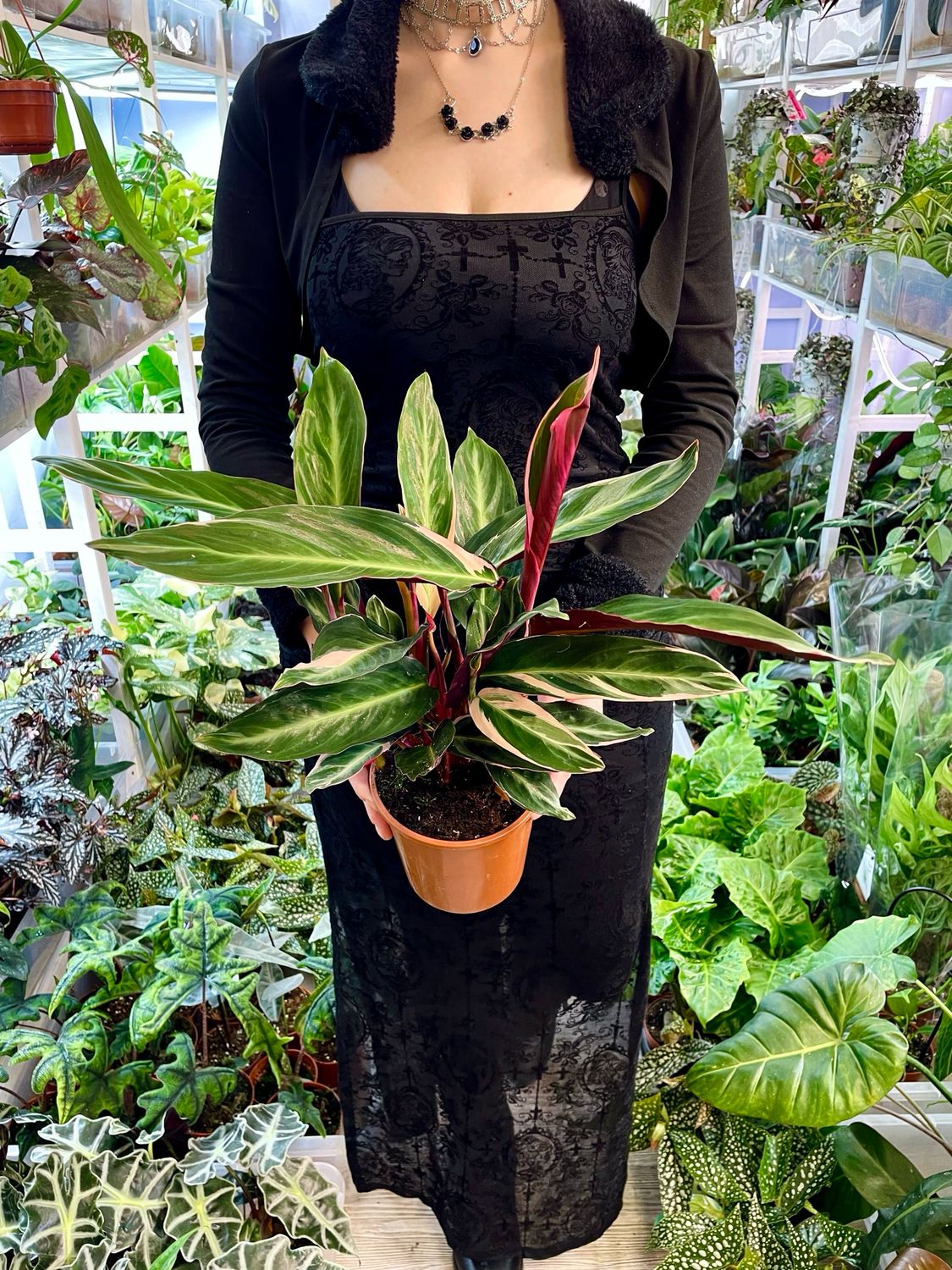 Stromanthe Triostar fi14