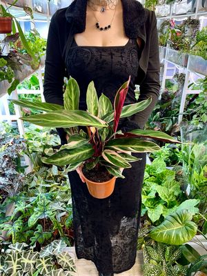 Stromanthe Triostar fi14