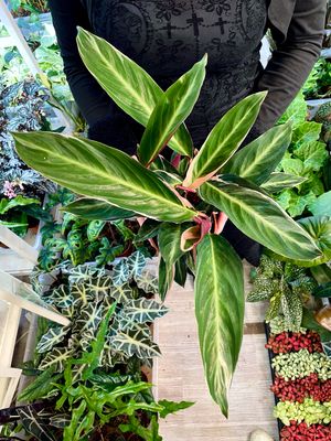 Stromanthe Triostar fi14