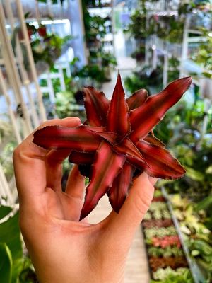 Cryptanthus mix fi6 dark pink