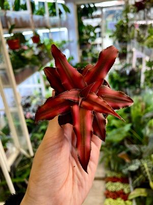 Cryptanthus mix fi6 dark pink