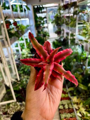 Cryptanthus mix fi6 pink