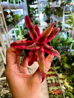 Cryptanthus mix fi6 pink