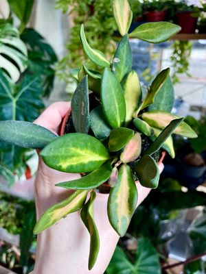 Hoya Burtoniae 'Variegata' fi9