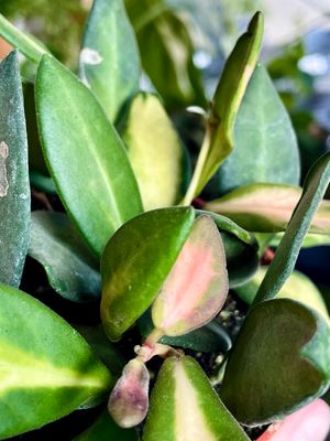 Hoya Burtoniae 'Variegata' fi9