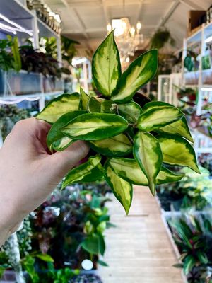 Hoya carnosa tricolor fi9