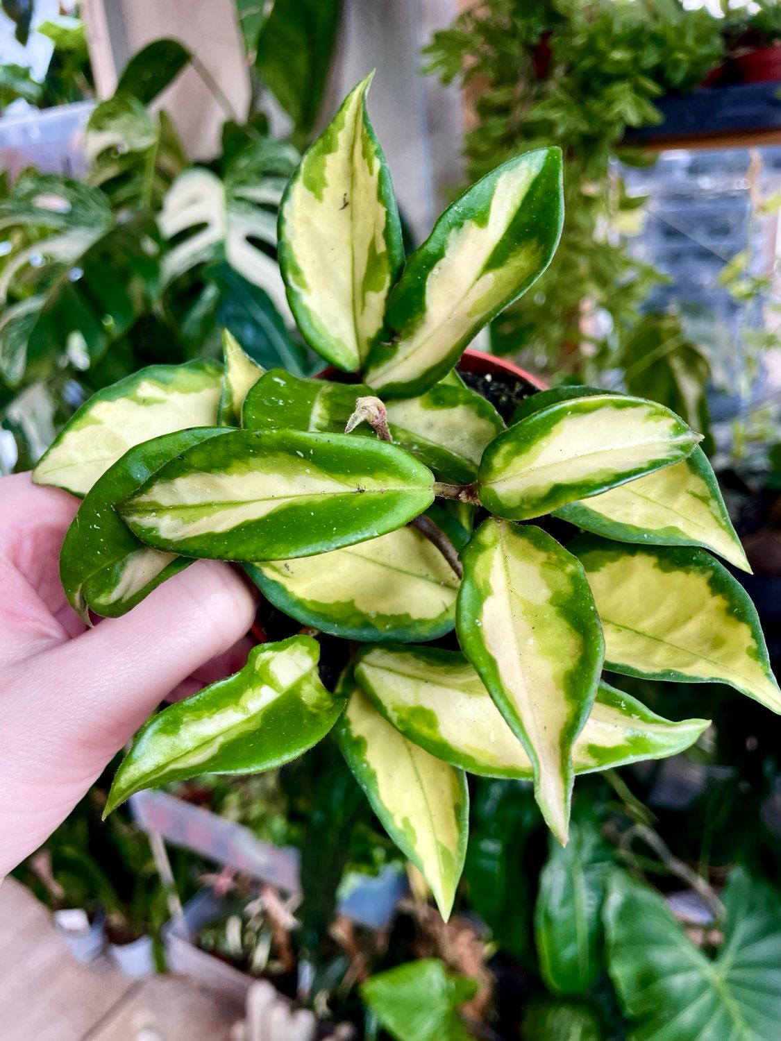 Hoya carnosa tricolor fi9