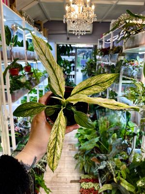 Spathiphyllum Sensation Variegated fi10,50