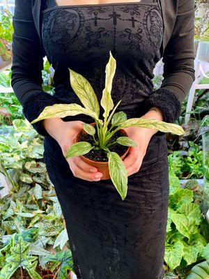 Spathiphyllum Sensation Variegated fi10,50