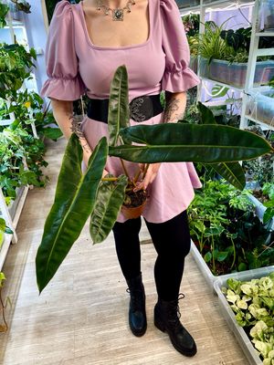 Philodendron Billietiae fi12