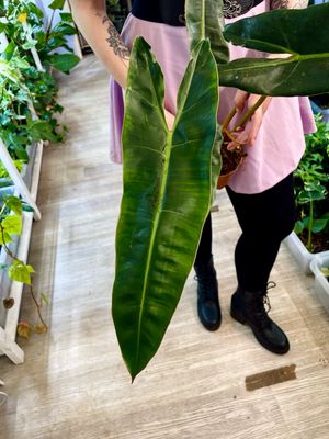 Philodendron Billietiae fi12