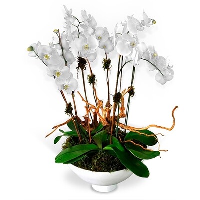 Arreglo Floral de Orquideas  Blancas | DELICADO