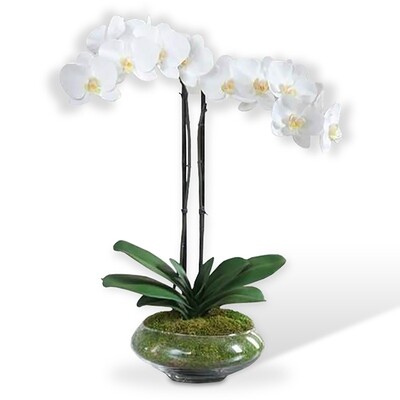 Orquidea Blanca 2 varas | FORTALEZA