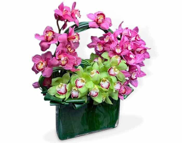 Maravillosas Orquídeas Cymbidium| AREZZO