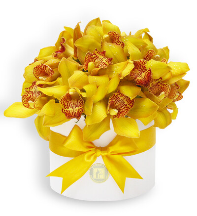 Bouquet Orquideas Cymbidium Amarillas en Caja | AMELIE