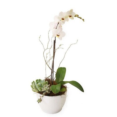 Planta de Orquídea Blanca- 90 MIN | DREAM