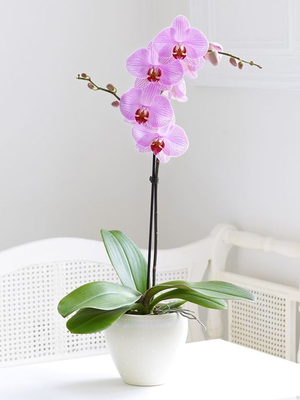 Orquídea Phalaenopsis Rosa | GRATITUD