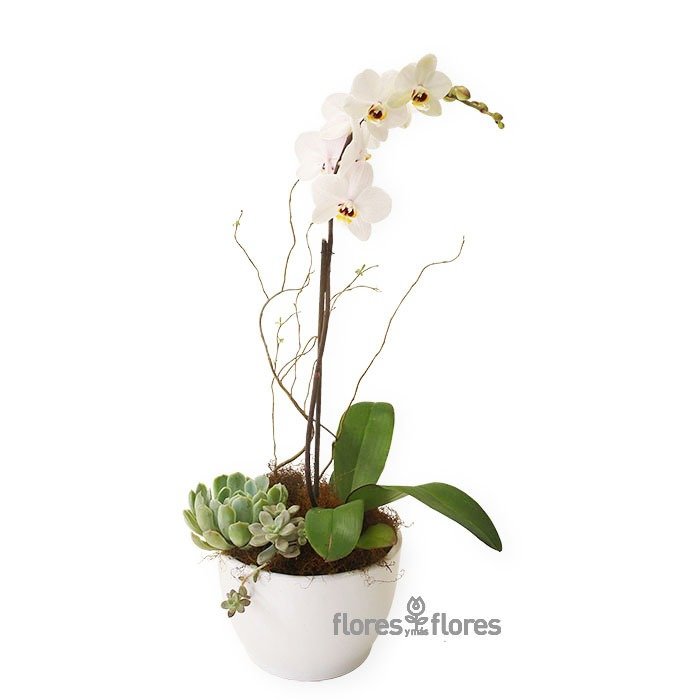 Planta de Orquídea Blanca- 90 MIN | DREAM Planta de Orquídea Blanca- 90 MIN | DREAM