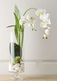 Orquídea Phalaenopsis | ALBA Orquídea Phalaenopsis | ALBA