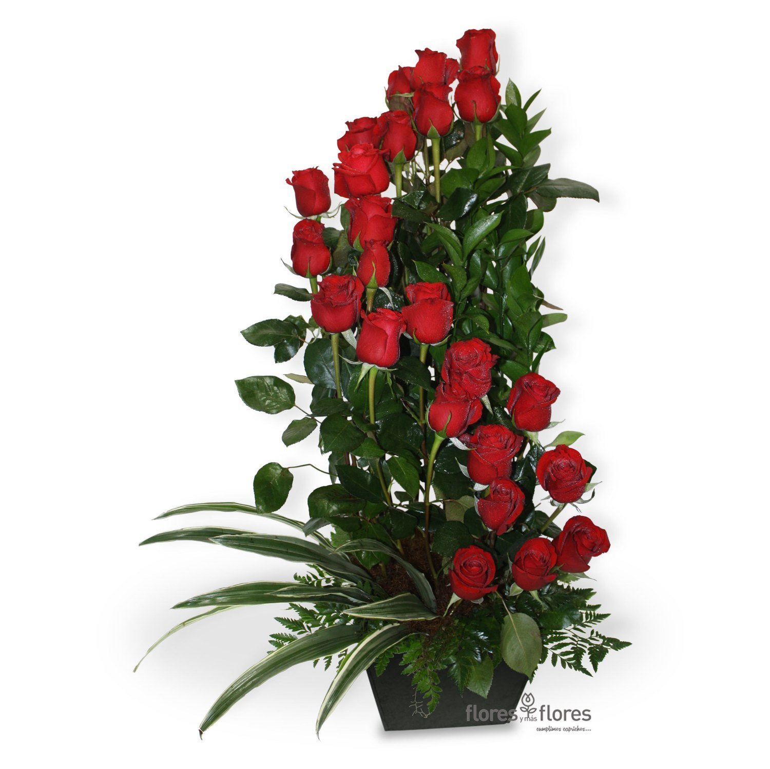 Arreglo Floral de 24 hermosas Rosas  | CUPIDO