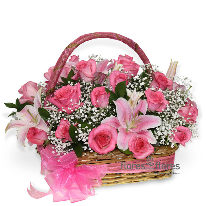 24 Rosas y Stargeizer | CAMPIÑA 24 Rosas y Stargeizer | CAMPIÑA