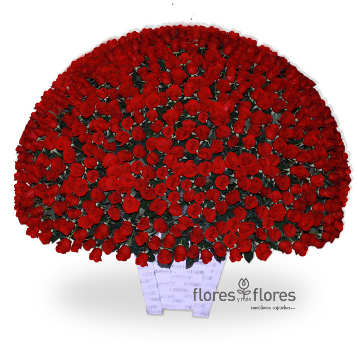 Mil Rosas Rojas | CAROLINA Mil Rosas Rojas | CAROLINA