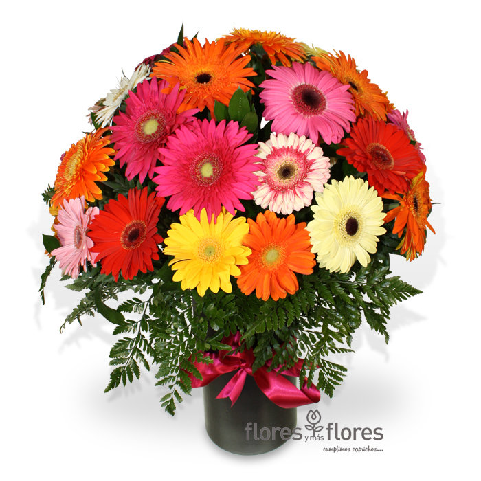 Bouquet de Gerberas | ABRAZO Bouquet de Gerberas | ABRAZO