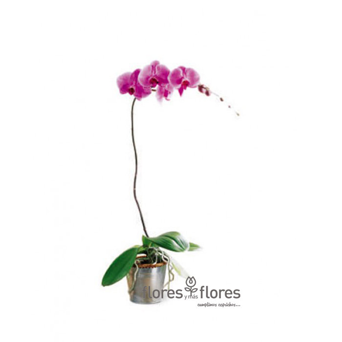 Orquídea Phalaenopsis | CHIC