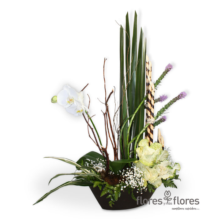 Hermosa Orquídea Phalaenopsis | GALA Hermosa Orquídea Phalaenopsis | GALA