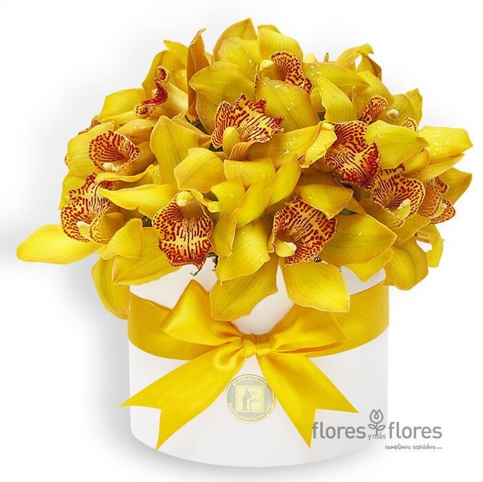 Bouquet Orquídeas Cymbidium Amarillas en Caja | AMELIE Bouquet Orquídeas Cymbidium Amarillas en Caja | AMELIE