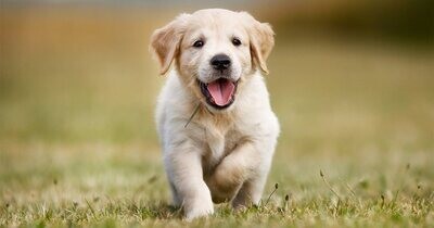 Konsult veterinare online