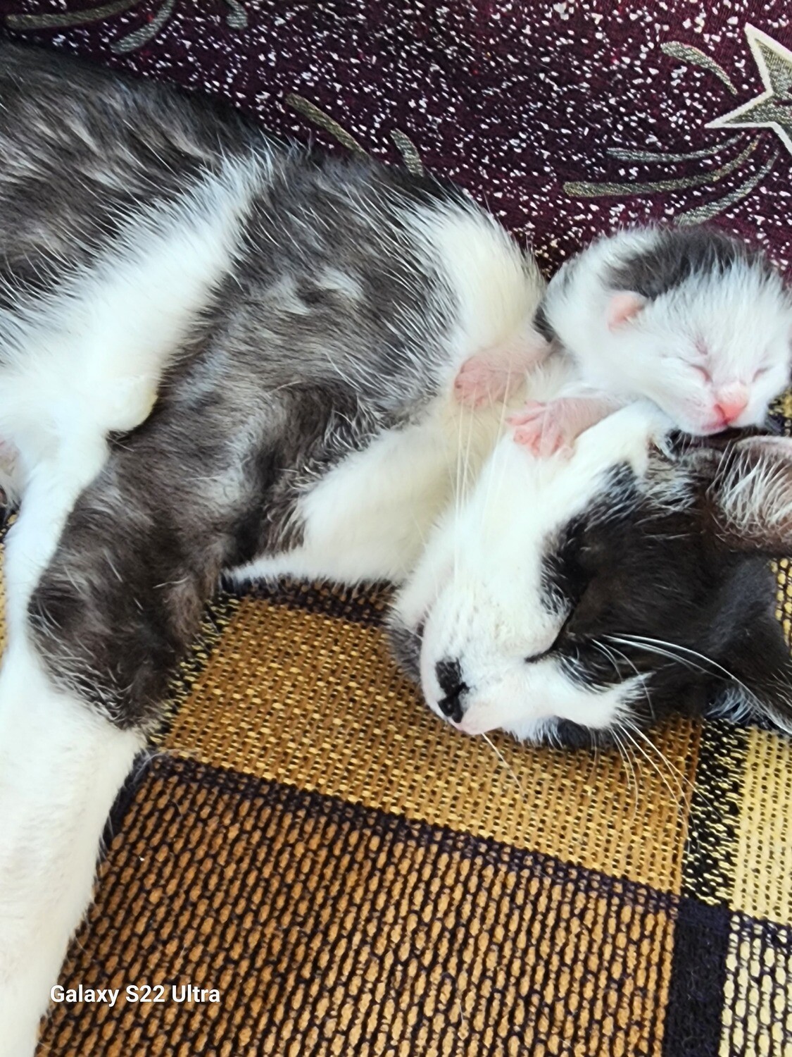 Welfare Abandoned Animals!