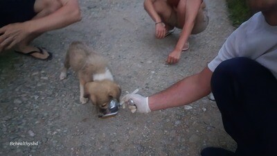 Welfare Abandoned Animals!