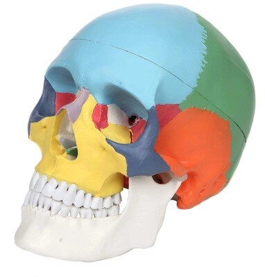 Skull