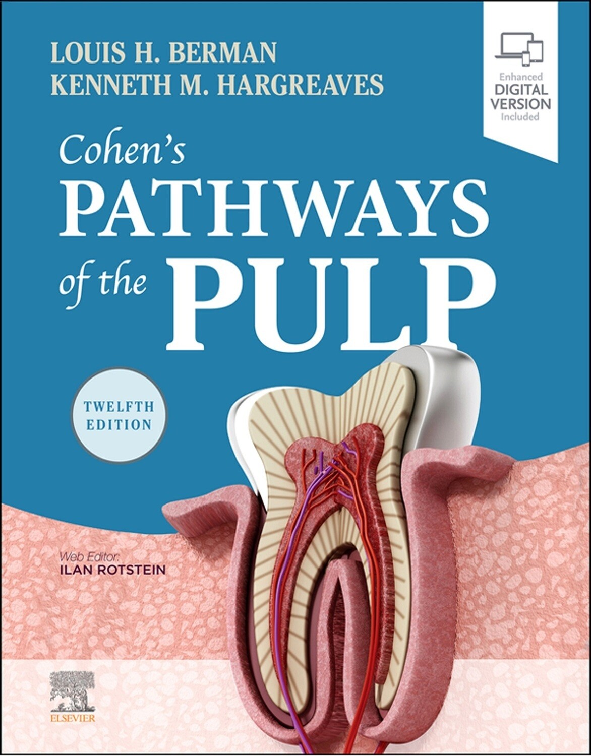 Pathways of the pulp