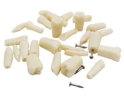 Acrylic teeth
