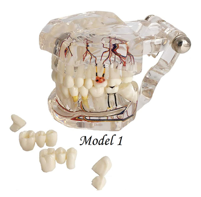 Transparent Models