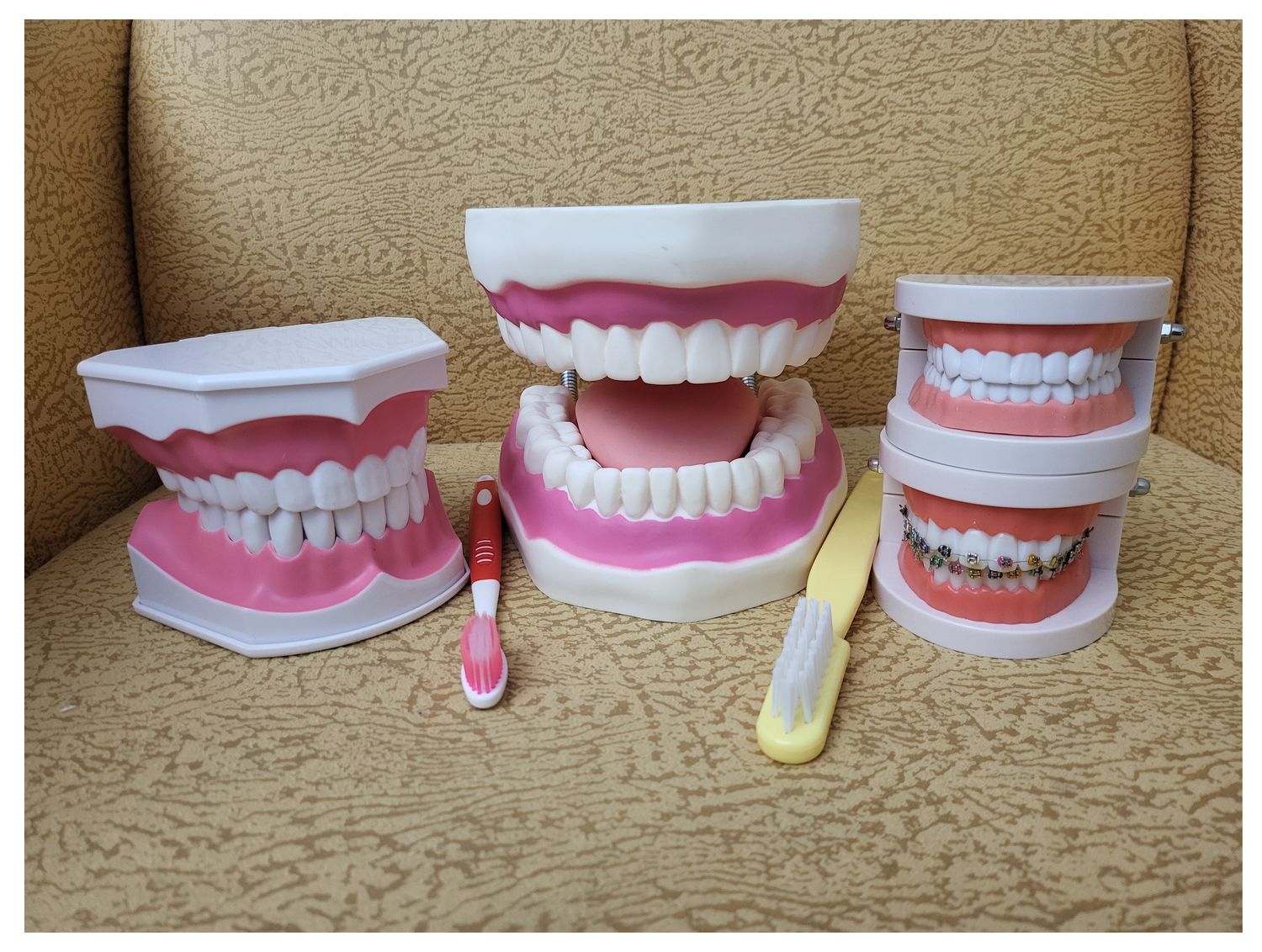 Normal-Sized Tooth Model