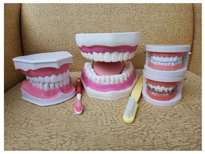 Normal-Sized Tooth Model