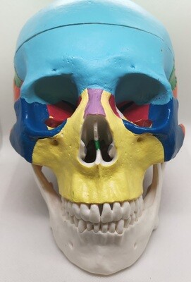 Skull