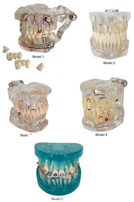 Transparent Models